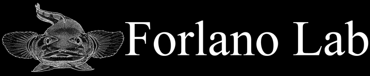 Forlano Lab Logo